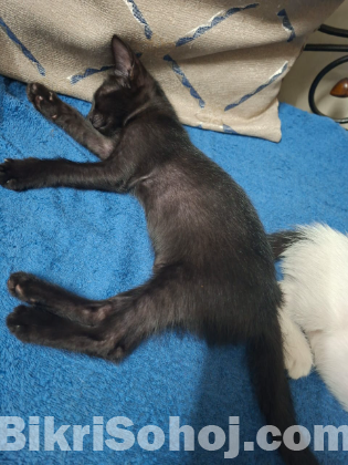 Kitten adoption